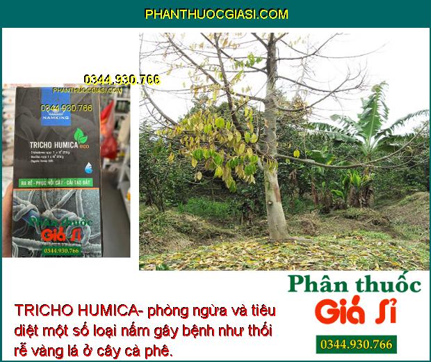 TRICHO HUMICA- Giúp Phục Hồi Cây-  Kích Thích Ra Rễ