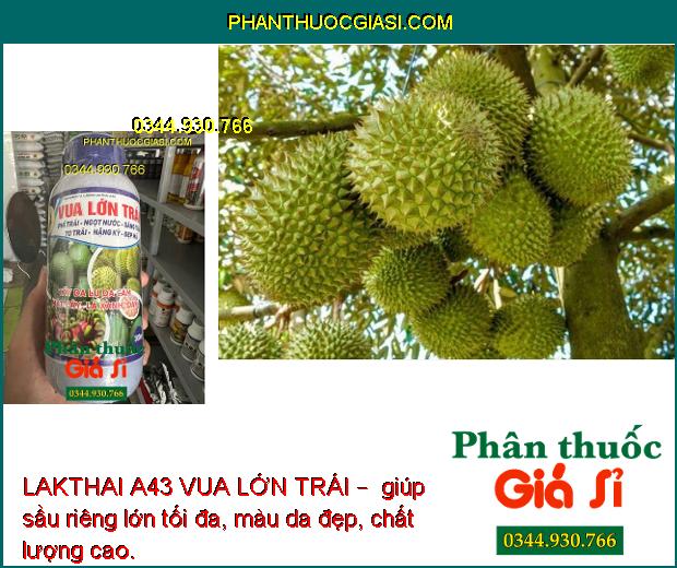 LAKTHAI A43 VUA LỚN TRÁI – Trái To - Ngọt Nước - Nặng Ký