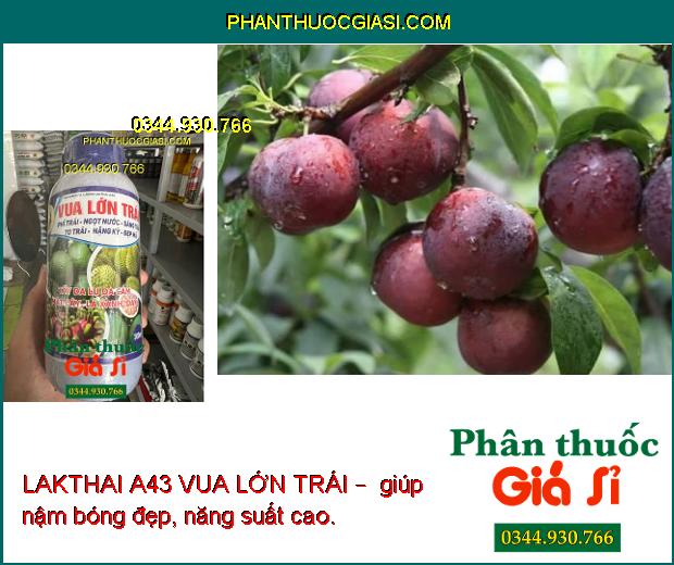 LAKTHAI A43 VUA LỚN TRÁI – Trái To - Ngọt Nước - Nặng Ký