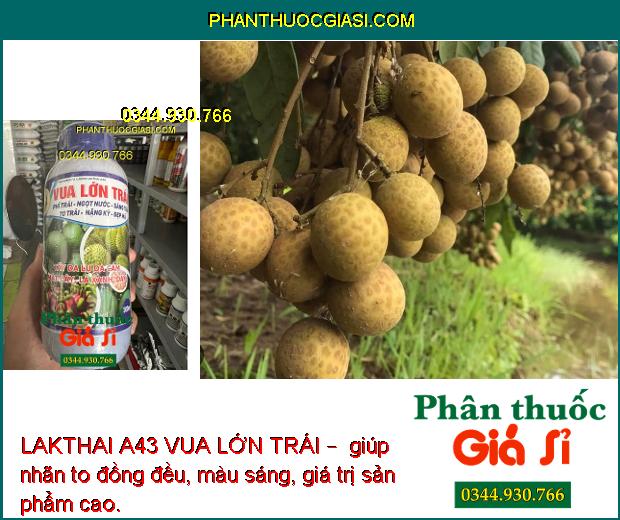 LAKTHAI A43 VUA LỚN TRÁI – Trái To - Ngọt Nước - Nặng Ký