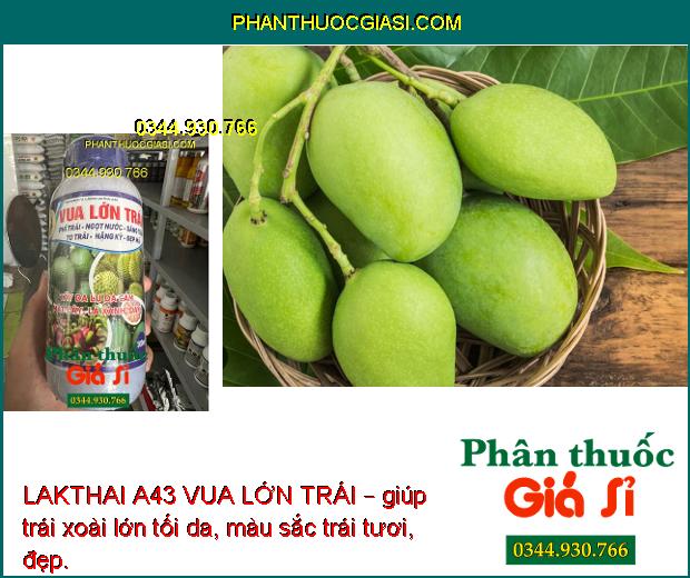 LAKTHAI A43 VUA LỚN TRÁI – Trái To - Ngọt Nước - Nặng Ký