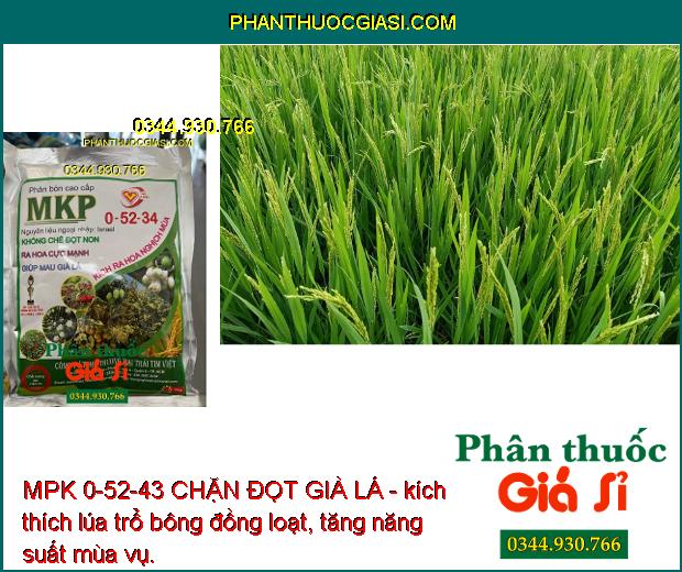 MPK 0-52-43 CHẶN ĐỌT GIÀ LÁ- Khống Chế Đọt Non- Ra Hoa Cực Mạnh