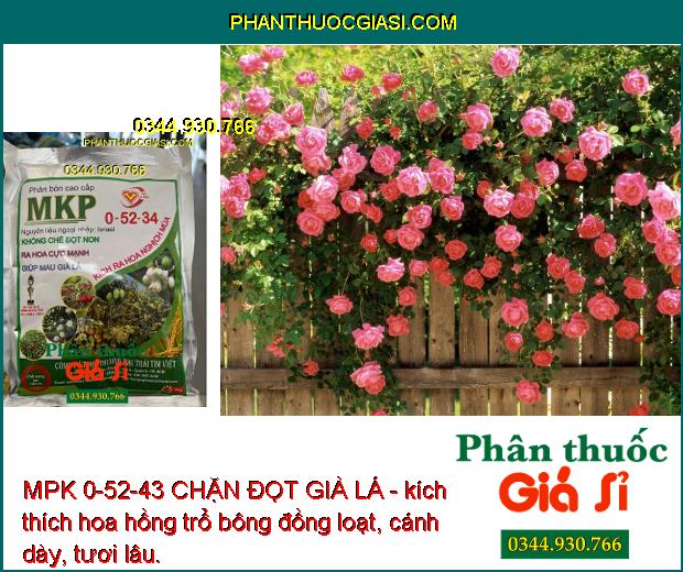 MPK 0-52-43 CHẶN ĐỌT GIÀ LÁ- Khống Chế Đọt Non- Ra Hoa Cực Mạnh