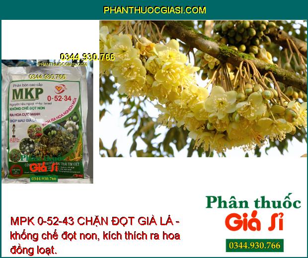 MPK 0-52-43 CHẶN ĐỌT GIÀ LÁ- Khống Chế Đọt Non- Ra Hoa Cực Mạnh