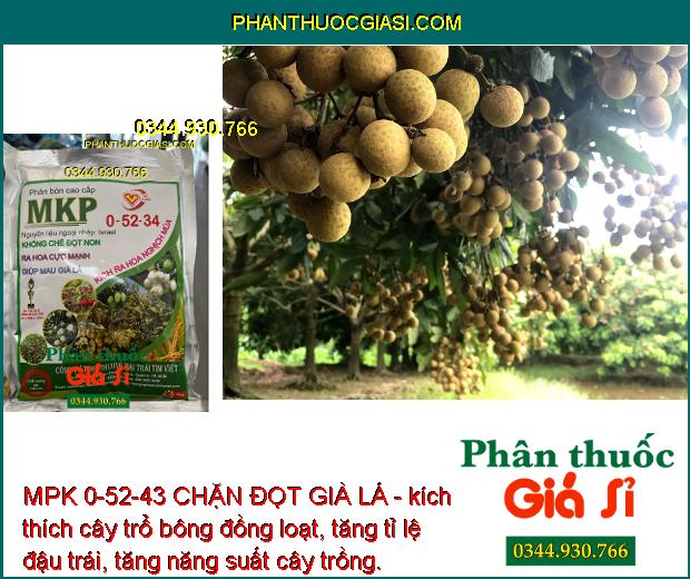 MPK 0-52-43 CHẶN ĐỌT GIÀ LÁ- Khống Chế Đọt Non- Ra Hoa Cực Mạnh