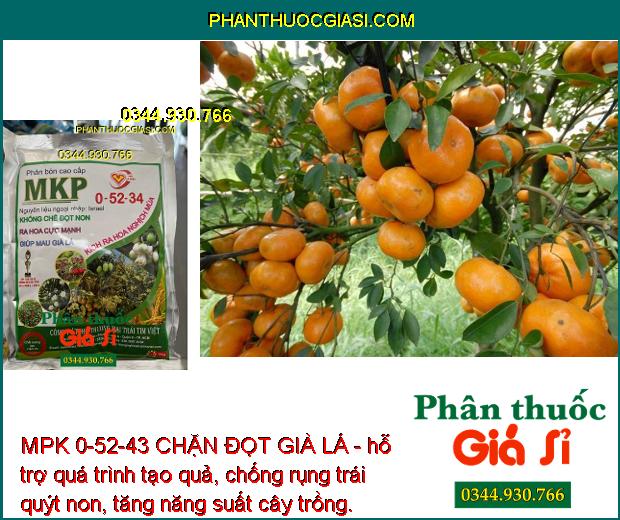 MPK 0-52-43 CHẶN ĐỌT GIÀ LÁ- Khống Chế Đọt Non- Ra Hoa Cực Mạnh