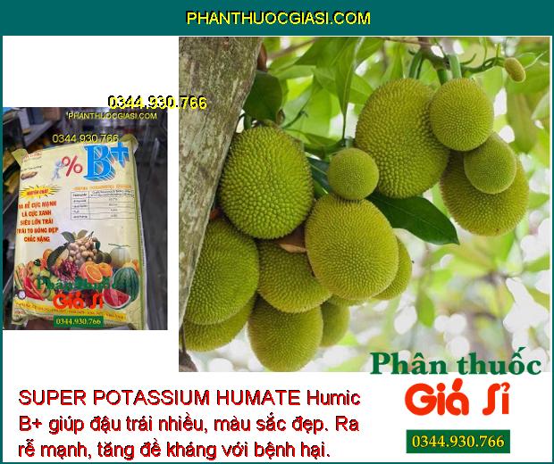 SUPER POTASSIUM HUMATE Humic B+Ra Rễ Mạnh- Siêu Lớn Trái.