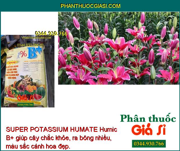 SUPER POTASSIUM HUMATE Humic B+Ra Rễ Mạnh- Siêu Lớn Trái.