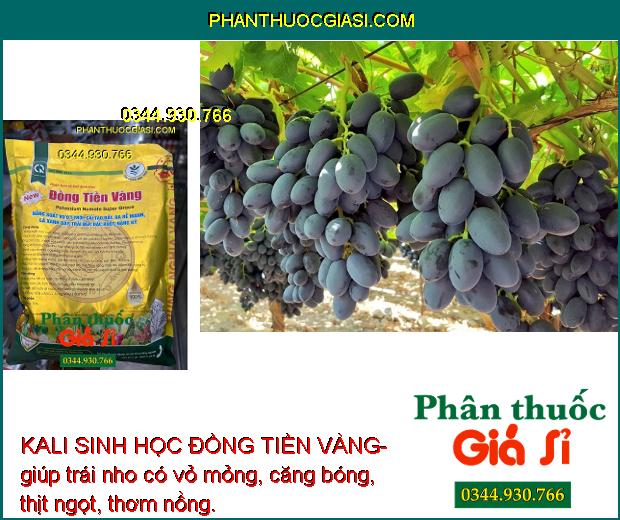 KALI SINH HỌC ĐỒNG TIỀN VÀNG- Xanh Lá - Trái To