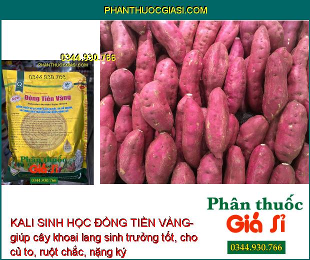 KALI SINH HỌC ĐỒNG TIỀN VÀNG- Xanh Lá - Trái To