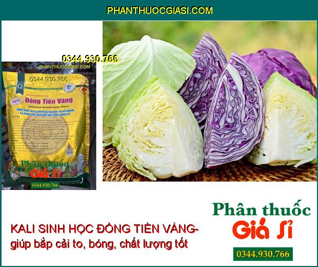 KALI SINH HỌC ĐỒNG TIỀN VÀNG- Xanh Lá - Trái To