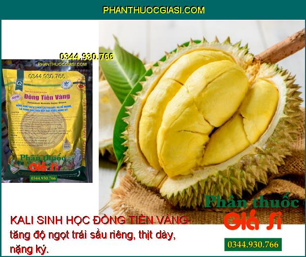 KALI SINH HỌC ĐỒNG TIỀN VÀNG- Xanh Lá - Trái To