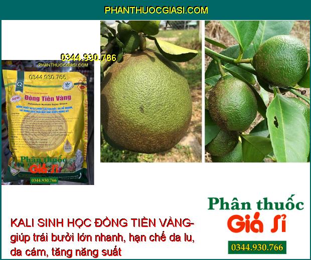 KALI SINH HỌC ĐỒNG TIỀN VÀNG- Xanh Lá - Trái To