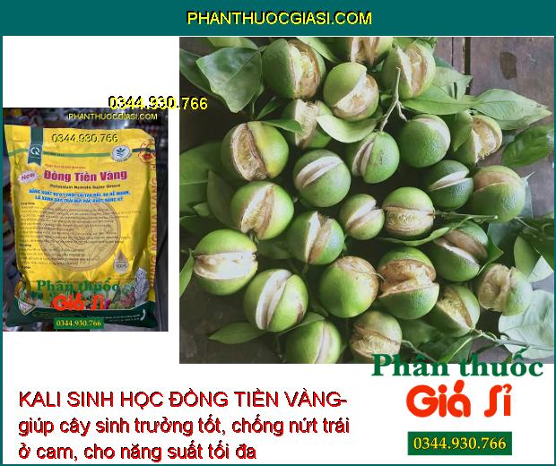 KALI SINH HỌC ĐỒNG TIỀN VÀNG- Xanh Lá - Trái To