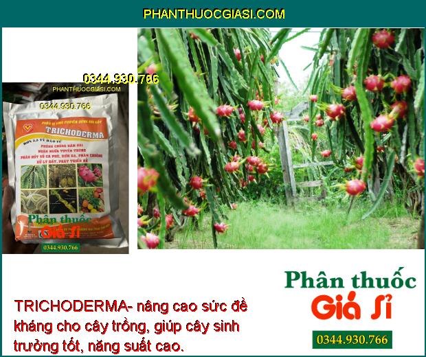 TRICHODERMA- Phòng Chống Nấm - Ngăn Ngừa Tuyến Trùng