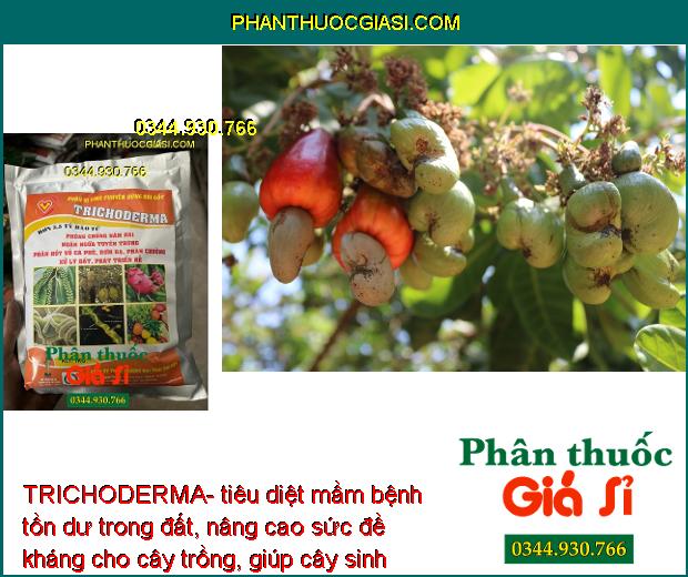 TRICHODERMA- Phòng Chống Nấm - Ngăn Ngừa Tuyến Trùng