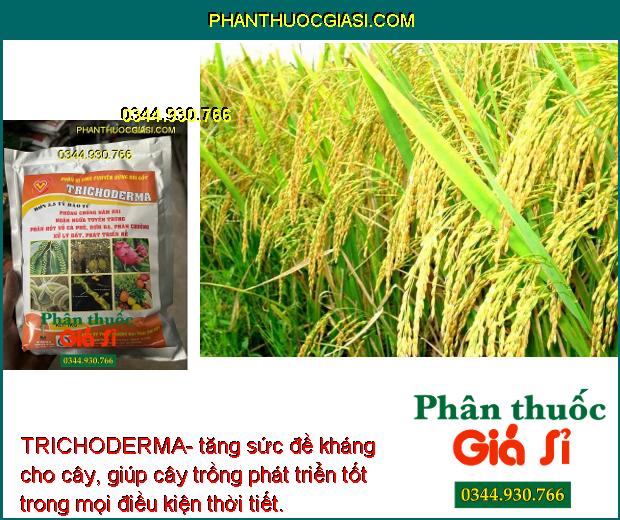 TRICHODERMA- Phòng Chống Nấm - Ngăn Ngừa Tuyến Trùng