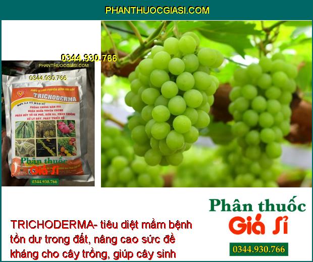 TRICHODERMA- Phòng Chống Nấm - Ngăn Ngừa Tuyến Trùng