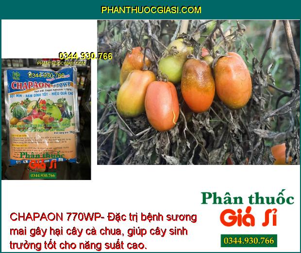 CHAPAON 770WP- Đặc Trị Sẹo Loét - Thối Nhũn - Sương Mai