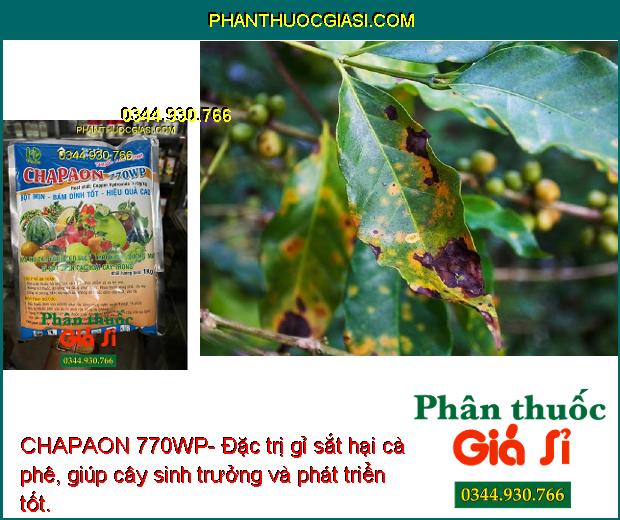 CHAPAON 770WP- Đặc Trị Sẹo Loét - Thối Nhũn - Sương Mai