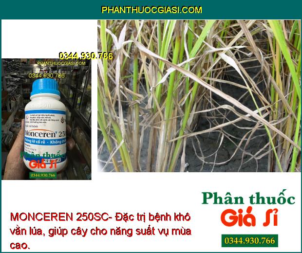 MONCEREN 250SC- Đặc Trị Lỡ Cổ Rễ - Khô Vằn