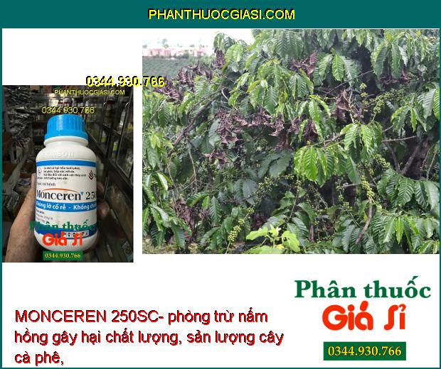 MONCEREN 250SC- Đặc Trị Lỡ Cổ Rễ - Khô Vằn