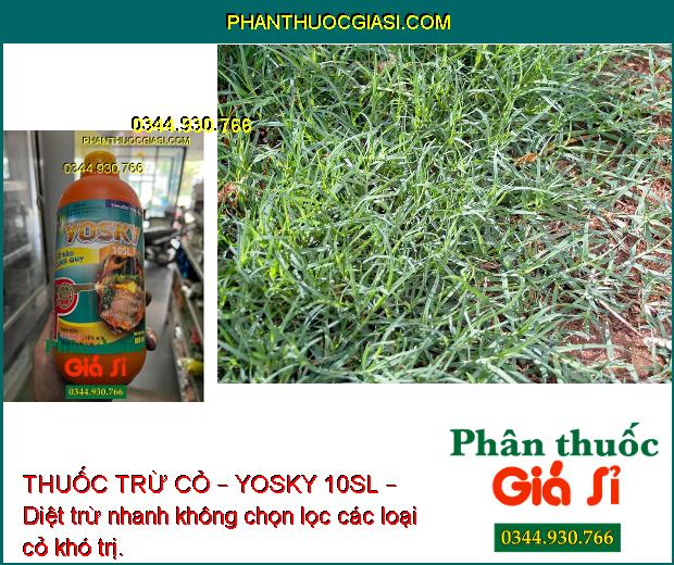 THUỐC TRỪ CỎ – YOSKY 10SL – DIỆT TRỪ CÁC LOẠI CỎ KHÓ TRỊ 