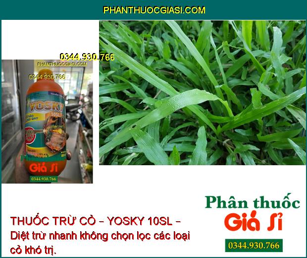 THUỐC TRỪ CỎ – YOSKY 10SL – DIỆT TRỪ CÁC LOẠI CỎ KHÓ TRỊ 