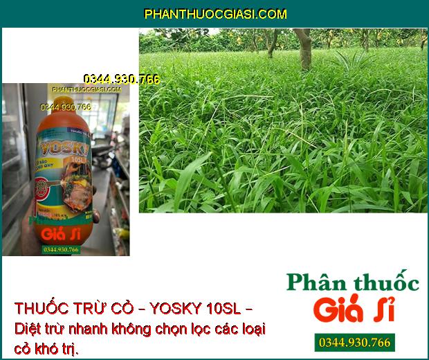 THUỐC TRỪ CỎ – YOSKY 10SL – DIỆT TRỪ CÁC LOẠI CỎ KHÓ TRỊ 