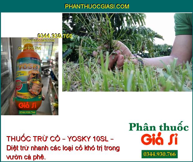 THUỐC TRỪ CỎ – YOSKY 10SL – DIỆT TRỪ CÁC LOẠI CỎ KHÓ TRỊ 