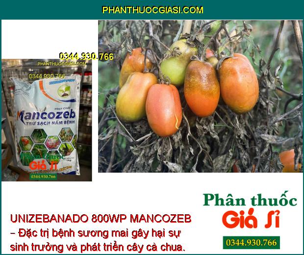 UNIZEBANADO 800WP MANCOZEB – Đặc Trị Nấm Bệnh - Sương Mai Gây Hại Cà Chua