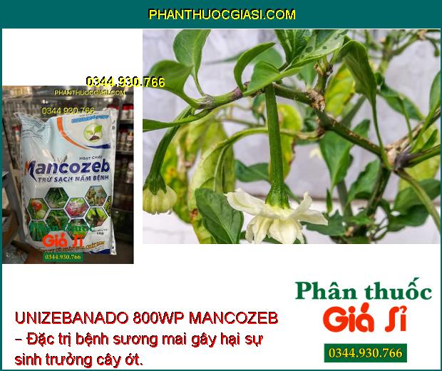 UNIZEBANADO 800WP MANCOZEB – Đặc Trị Nấm Bệnh - Sương Mai Gây Hại Cà Chua