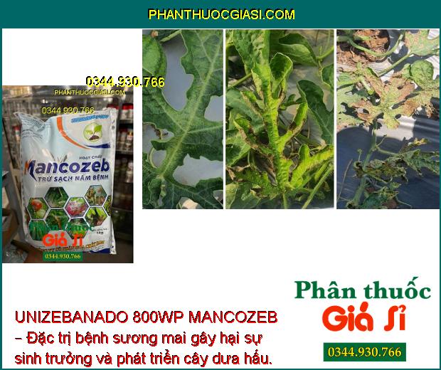 UNIZEBANADO 800WP MANCOZEB – Đặc Trị Nấm Bệnh - Sương Mai Gây Hại Cà Chua