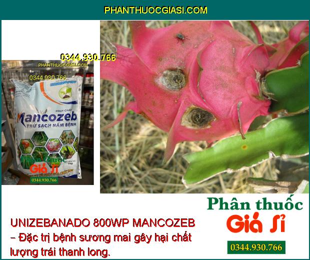 UNIZEBANADO 800WP MANCOZEB – Đặc Trị Nấm Bệnh - Sương Mai Gây Hại Cà Chua