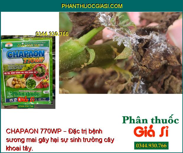 CHAPAON 770WP – Đặc Trị Sương Mai - Mốc Sương - Thán Thư