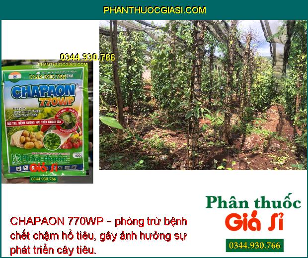 CHAPAON 770WP – Đặc Trị Sương Mai - Mốc Sương - Thán Thư