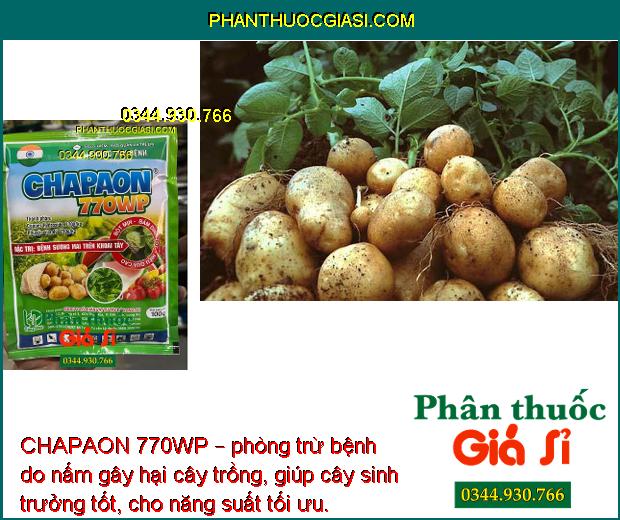 CHAPAON 770WP – Đặc Trị Sương Mai - Mốc Sương - Thán Thư