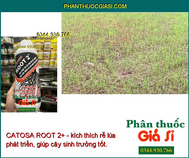 CATOSA ROOT 2+ - Phát Triển Rễ Mạnh -  Giải Độc Hữu Cơ - Hạn Chế Tuyến Trùng