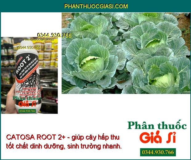 CATOSA ROOT 2+ - Phát Triển Rễ Mạnh -  Giải Độc Hữu Cơ - Hạn Chế Tuyến Trùng