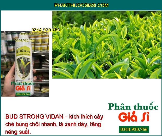 BUD STRONG VIDAN – Bung Chồi Nhanh - Lá Xanh Dày - Khích Trái Non Phát Triển