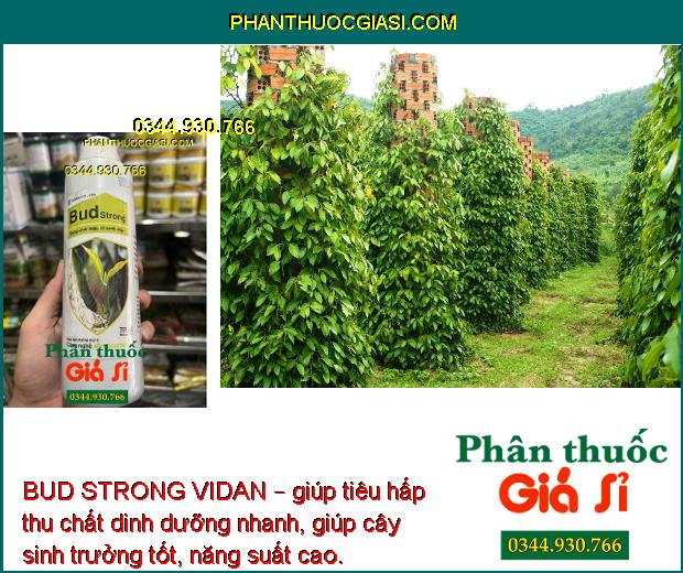 BUD STRONG VIDAN – Bung Chồi Nhanh - Lá Xanh Dày - Khích Trái Non Phát Triển