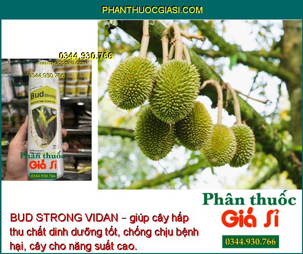 BUD STRONG VIDAN – Bung Chồi Nhanh - Lá Xanh Dày - Khích Trái Non Phát Triển