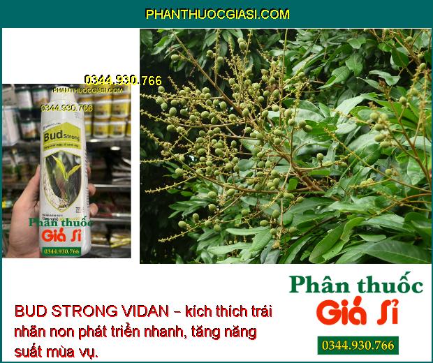 BUD STRONG VIDAN – Bung Chồi Nhanh - Lá Xanh Dày - Khích Trái Non Phát Triển