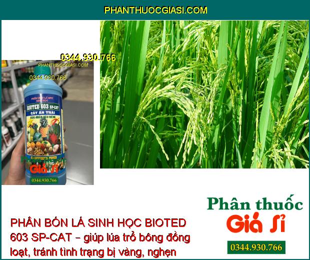 PHÂN BÓN LÁ SINH HỌC BIOTED 603 SP-CAT – Sinh Trưởng Nhanh - Trổ Bông Đều - Đậu Trái Cao