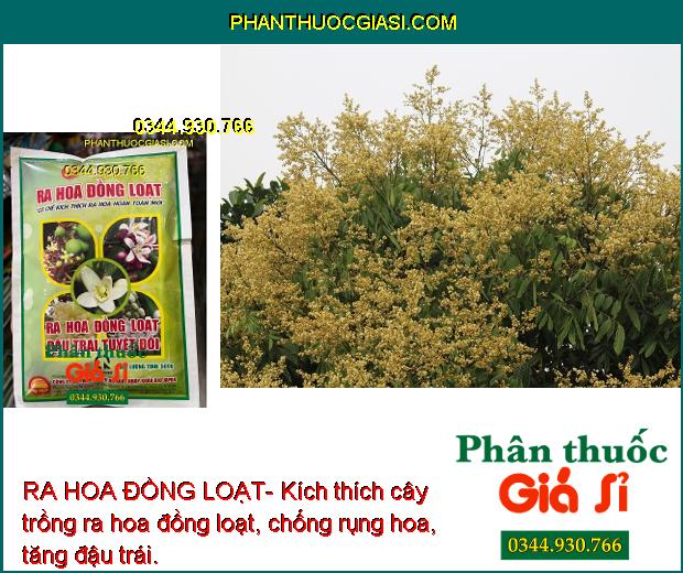 RA HOA ĐỒNG LOẠT- Kích Ra Hoa Đồng Loạt - Chống Rụng Hoa - Tăng Đậu Trái 