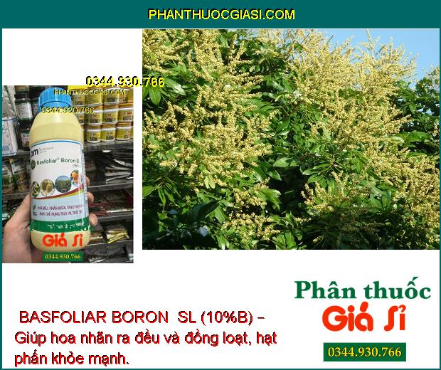 BASFOLIAR BORON  SL (10%B) – Kích Thích Ra Hoa Đồng Loạt - Tăng Đậu Trái - Hạn Chế Rụng Trái Non