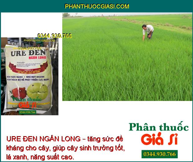 URE ĐEN NGÂN LONG – Kích Rễ Phát Triển - Nhú Đọt Mạnh