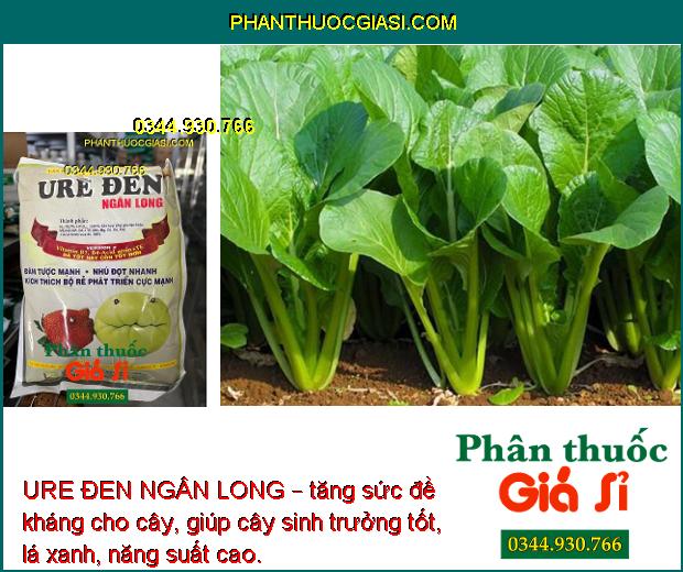 URE ĐEN NGÂN LONG – Kích Rễ Phát Triển - Nhú Đọt Mạnh