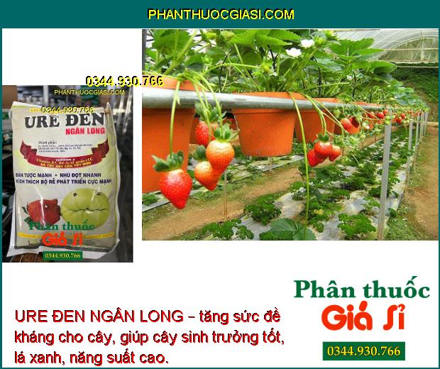 URE ĐEN NGÂN LONG – Kích Rễ Phát Triển - Nhú Đọt Mạnh