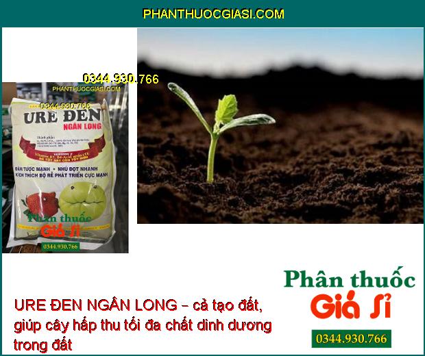 URE ĐEN NGÂN LONG – Kích Rễ Phát Triển - Nhú Đọt Mạnh